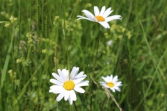 170525_Götzwanderung_IMG_9842