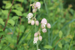 220526_Goetzwanderung-80