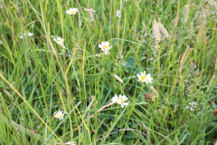 250529_Goetzwanderung-41-von-78