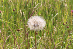 250529_Goetzwanderung-42-von-78