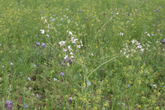 250529_Goetzwanderung-51-von-78