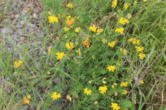 250529_Goetzwanderung-52-von-78