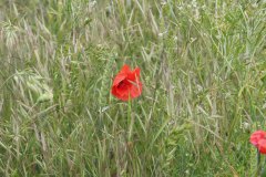 250529_Goetzwanderung-73-von-78