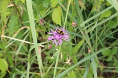 250529_Goetzwanderung-78-von-78